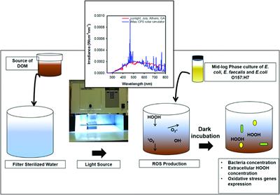 Transcriptome Changes of Escherichia coli, Enterococcus faecalis, and Escherichia coli O157:H7 <mark class="highlighted">Laboratory Strains</mark> in Response to Photo-Degraded DOM